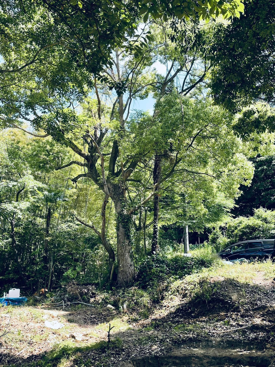 木頭的木結與低甲醛等級